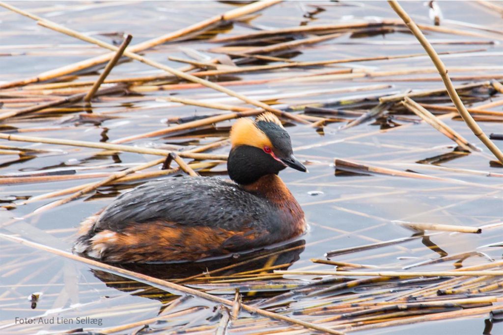 Bilde av horndykker på Leksdalsvannet