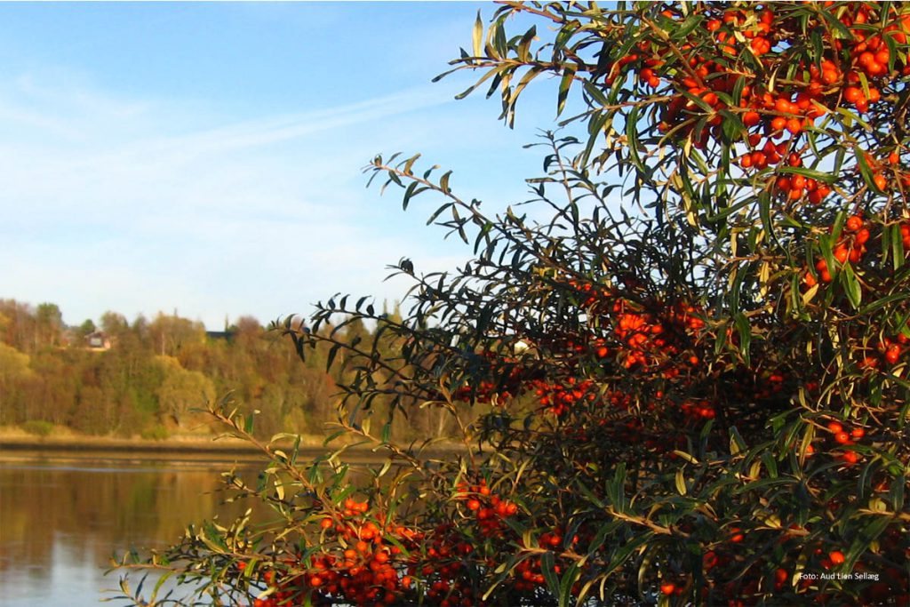 Bilde av Tindved som er kommuneblomsten til Verdal