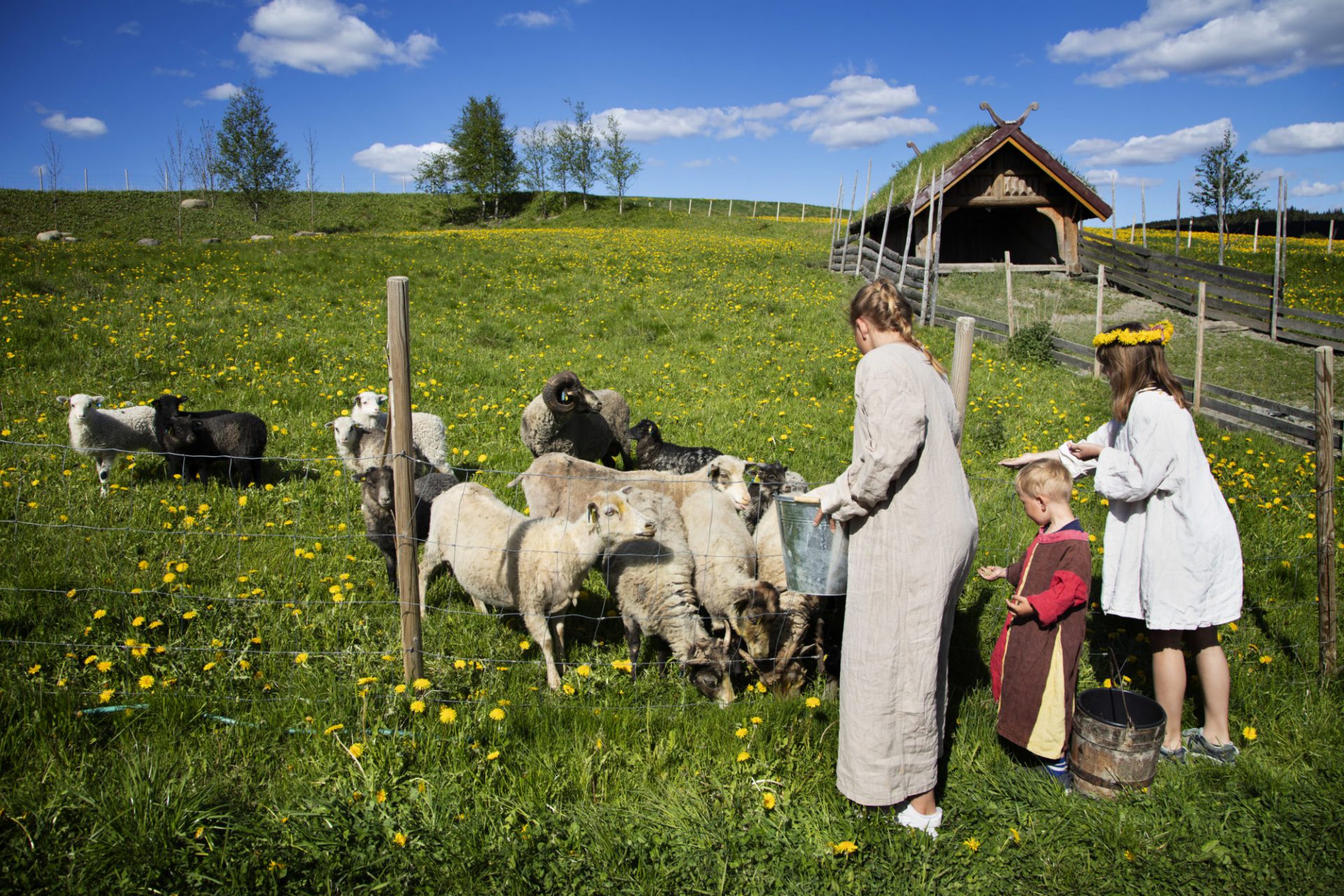 Bilde av barn som mater dyrene på Stiklestad