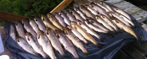 Bilde av fisk fanget i Leksdalsvannet